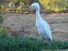 white egret a citizen